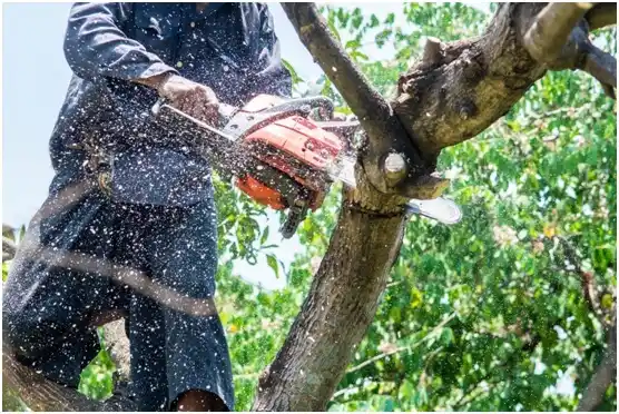 tree services Fairlawn